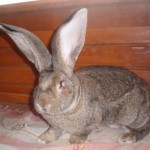 Кролик породы бельгийский великан (Фландр)