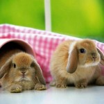 10 фактов о кроликах