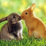 Как определить пол маленьких крольчат