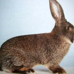 Кролик породы ризен или немецкий великан