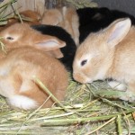 Сено для кроликов: Основа для здорового питания