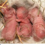 Впервые клонирован кролик из клеток эмбриона в 2007 году