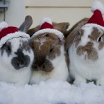 Подборка фотографий с кроликами на тему Нового года